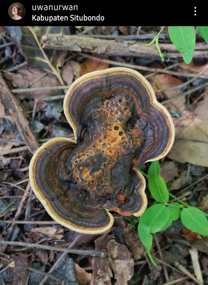 Ganoderma atau Gloeophyllum trabeum