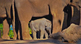 Funny animals of the week - 3 January 2014 (40 pics), baby elephant