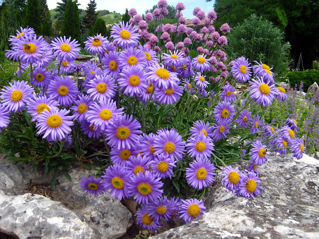 Há ásteres de muitas cores e formas, ficam bem em floreiras, vasos e jardins. São plantas que vivem três ou mais anos.