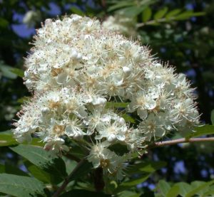 Рябина Мейниха / Хедлундия Мейниха (Sorbus meinichii, =Hedlundia meinichii)