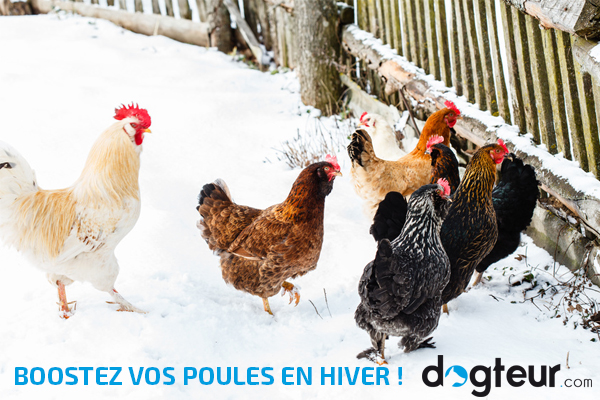  Boostez vos poules en hiver !