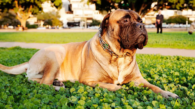 Bullmastiff