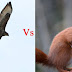 Red Squirrels V Buzzards: A Dilema ...