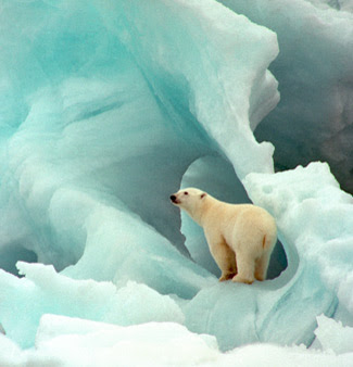 Project Polar Bear