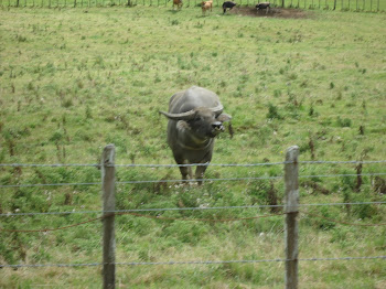 The strange creature that charged us just after this pic was taken and spooked the horses