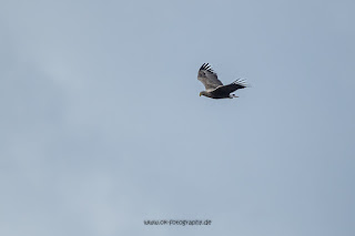 Wildlifefotografie Naturfotografie Weseraue Seeadler