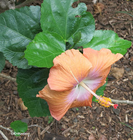 Hibiscus rosa-sinesis, Hawaii