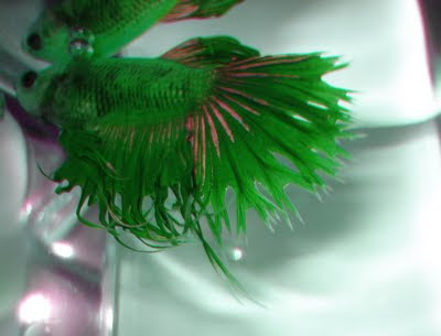 crowntail betta splenden