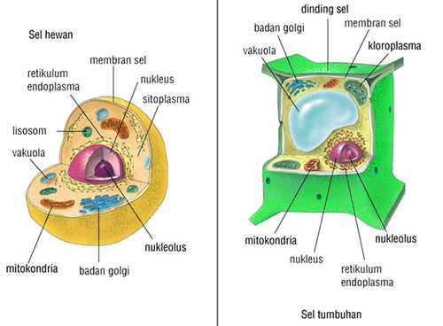 39+ Sel Hewan Adalah Dan Tumbuhan