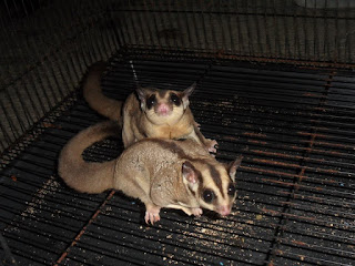 Jual Sugar Glider Indonesia Jakarta,  Harga Sugar Glider Indonesia Jakarta,  Toko Sugar Glider Indonesia Jakarta,  Diskon Sugar Glider Indonesia Jakarta,  Beli Sugar Glider Indonesia Jakarta,  Review Sugar Glider Indonesia Jakarta,  Promo Sugar Glider Indonesia Jakarta,  Spesifikasi Sugar Glider Indonesia Jakarta,  Sugar Glider Indonesia Jakarta Murah,  Sugar Glider Indonesia Jakarta Asli,  Sugar Glider Indonesia Jakarta Original,  Sugar Glider Indonesia Jakarta Jakarta,  Jenis Sugar Glider Indonesia Jakarta,  Budidaya Sugar Glider Indonesia Jakarta,  Peternak Sugar Glider Indonesia Jakarta,  Cara Merawat Sugar Glider Indonesia Jakarta,  Tips Merawat Sugar Glider Indonesia Jakarta,  Bagaimana cara merawat Sugar Glider Indonesia Jakarta,  Bagaimana mengobati Sugar Glider Indonesia Jakarta,  Ciri-Ciri Hamil Sugar Glider Indonesia Jakarta,  Kandang Sugar Glider Indonesia Jakarta,  Ternak Sugar Glider Indonesia Jakarta,  Makanan Sugar Glider Indonesia Jakarta,  Sugar Glider Indonesia Jakarta Termahal,  Adopsi Sugar Glider Indonesia Jakarta,  Jual Cepat Sugar Glider Indonesia Jakarta,  Kreatif Sugar Glider Indonesia Jakarta,  Desain Sugar Glider Indonesia Jakarta,  Order Sugar Glider Indonesia Jakarta,  Kado Sugar Glider Indonesia Jakarta,  Cara Buat Sugar Glider Indonesia Jakarta,  Pesan Sugar Glider Indonesia Jakarta,  Wisuda Sugar Glider Indonesia Jakarta,  Ultah Sugar Glider Indonesia Jakarta,  Nikah Sugar Glider Indonesia Jakarta,  Wedding Sugar Glider Indonesia Jakarta,  Flanel Sugar Glider Indonesia Jakarta,  Special Sugar Glider Indonesia Jakarta,  Suprise Sugar Glider Indonesia Jakarta,  Anniversary Sugar Glider Indonesia Jakarta,  Moment Sugar Glider Indonesia Jakarta,  Istimewa  Sugar Glider Indonesia Jakarta,  Kasih Sayang  Sugar Glider Indonesia Jakarta,  Valentine  Sugar Glider Indonesia Jakarta,  Tersayang Sugar Glider Indonesia Jakarta,  Unik Sugar Glider Indonesia Jakarta, 