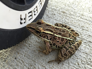 southern or northern leopard frog