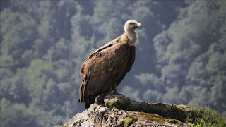 The surprising truth about vultures bird