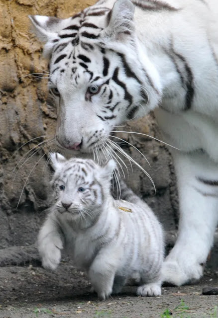 baby tiger Wallpaper
