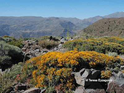 Yerba blanca (Chuquiraga oppositifolia)