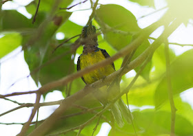 Plain-throated Sunbird - Singapore Botanic Gardens