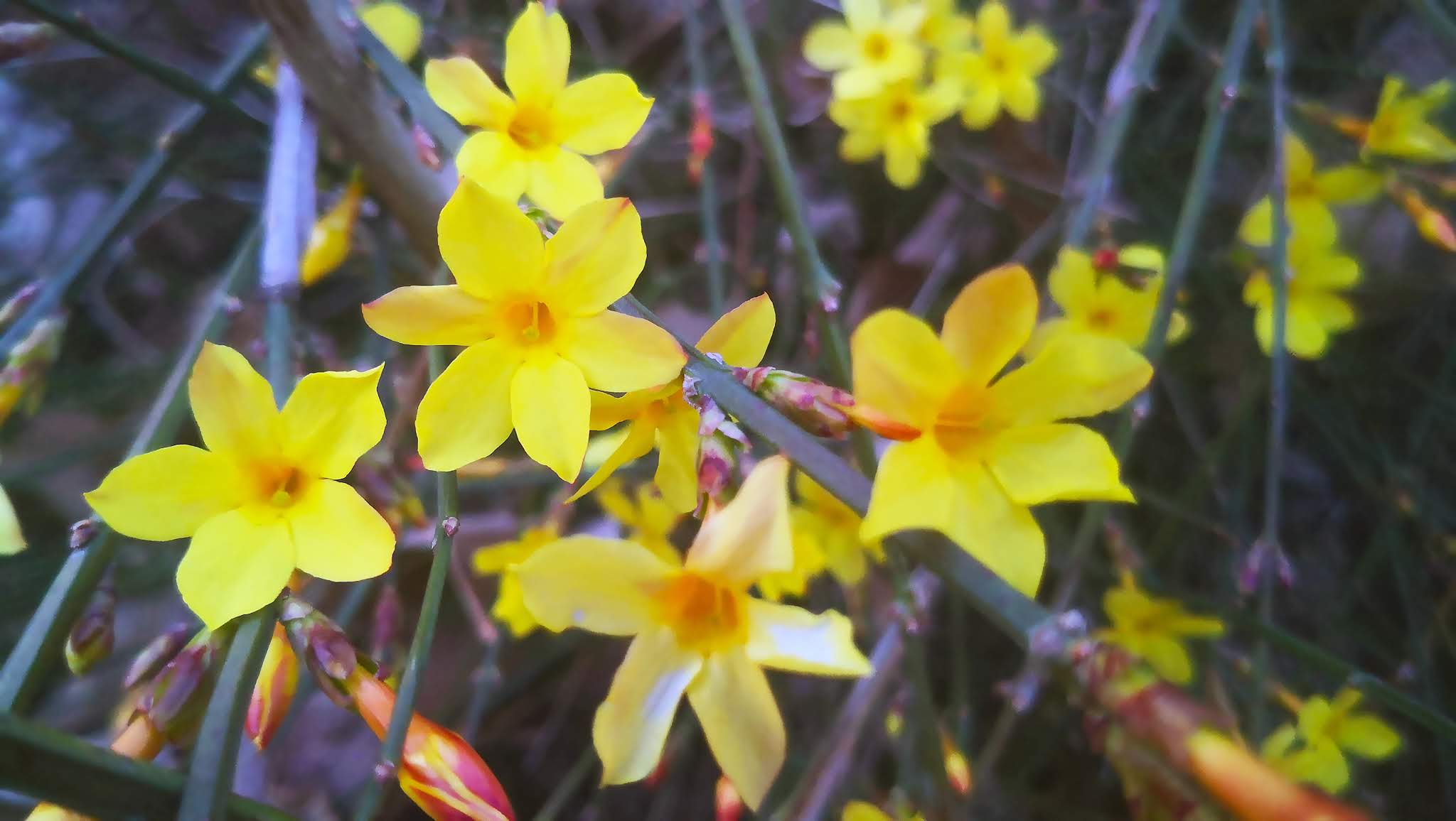 13 Messengers of Spring-Winter Jasmine Photography, come to see our collection