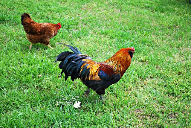 A red hen and red rooster, walking through a grassy green field.