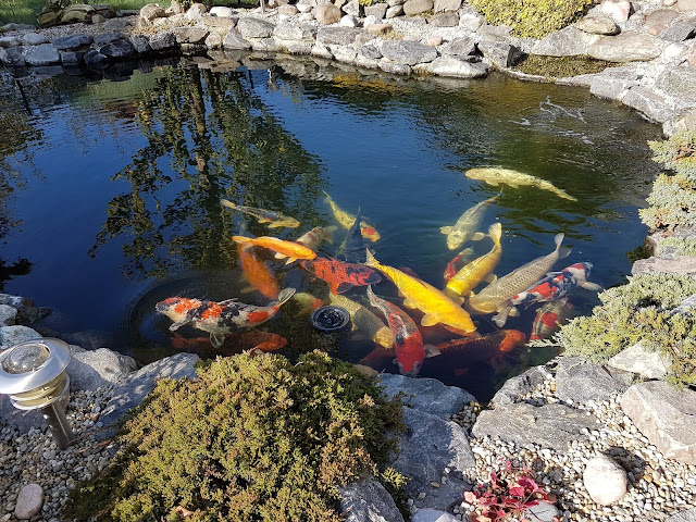 Koi fish,koi care, koi fish care, koi,