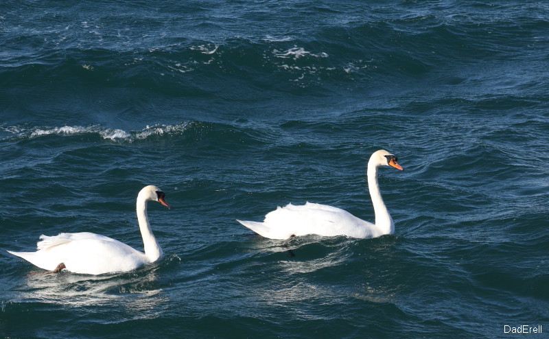 deux cygnes par gros temps saint raphael