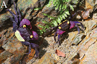 http://sciencythoughts.blogspot.co.uk/2015/02/two-new-species-of-vampire-crabs-from.html