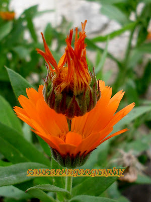 FREE CALENDULA FLOWER STOCK IMAGE