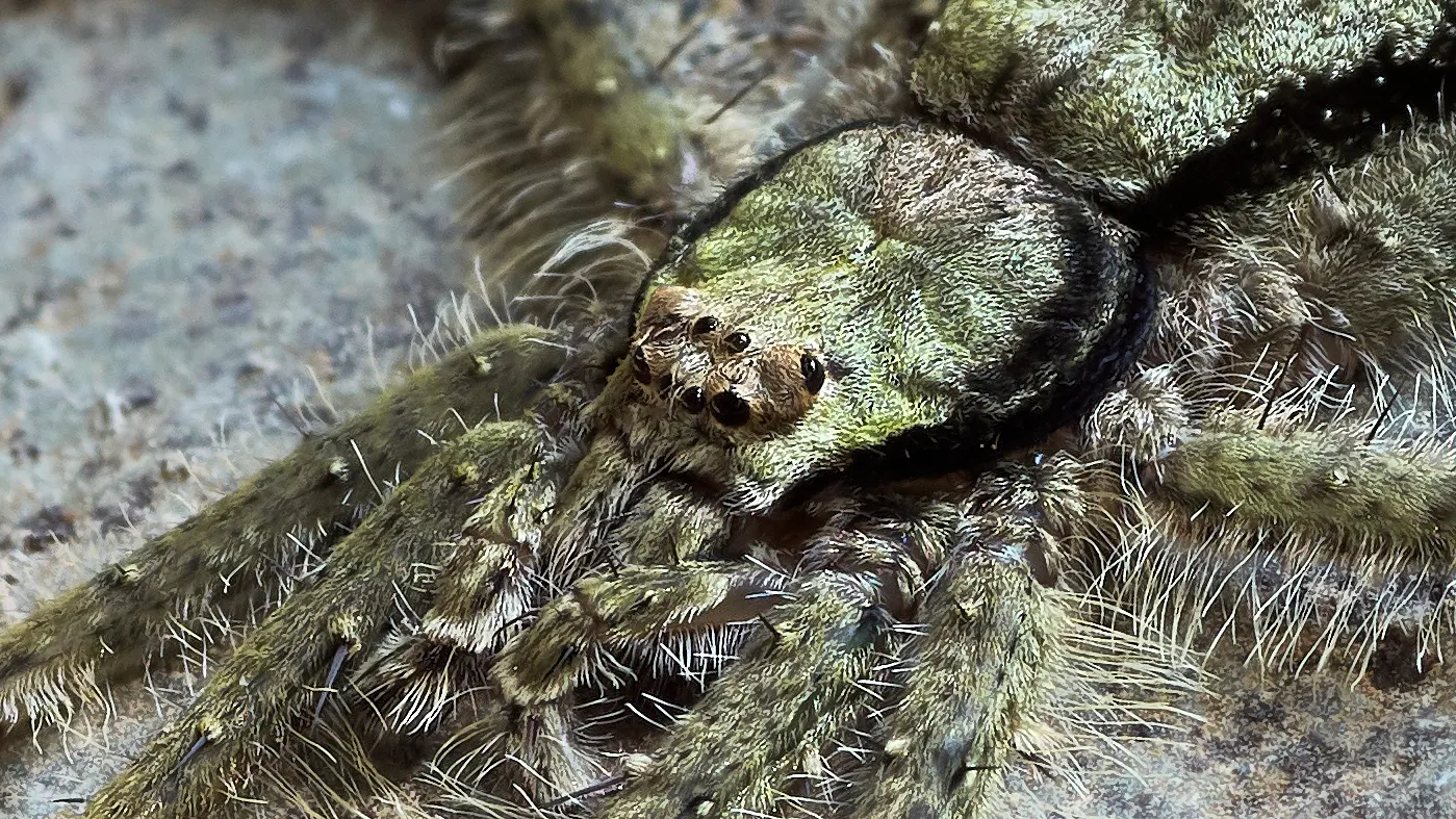 A fine close-up/macro of a Tree Bark Spider. All eight eyes wide open and alert.