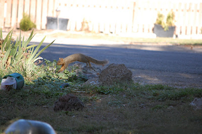 Squirrels hop from one place to another