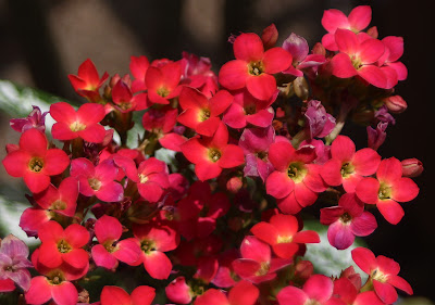 Kalanchoe Blossfeldiana Pictures 