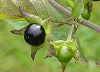 Atropa belladonna