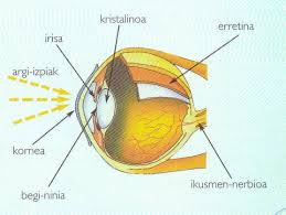 http://www.txanela.eus/sites/default/files/txanela%20artxiboak/3-5-5.%20unitatea/Ikusmena/Ikusmena_nagusia.swf