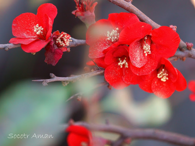 Chaenomeles japonica