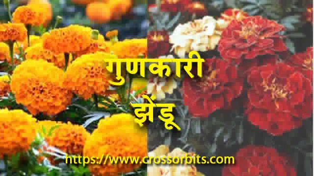 Marigold Health Benefits