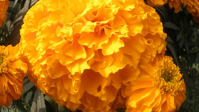 yellow Marigold flower