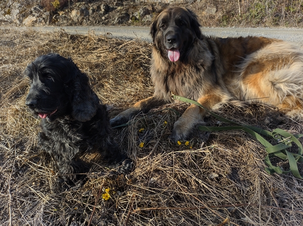 cocker spaniel leonberger