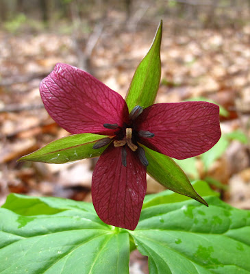 Purple Trillium