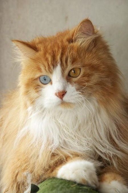 Kumpulan Gambar Kucing Anggora Cantik dan Lucu Terbaru 2018