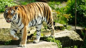 Tiger Live Wallpaper
