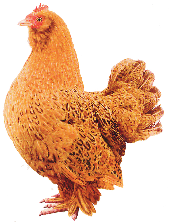 35+ Gambar Ayam Kartun Betina, Info Penting!
