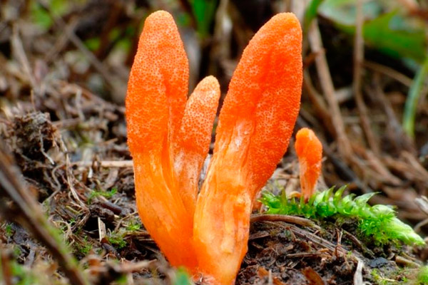 Cordyceps mushroom spawn in Byrnihat  | Mushroom spawn in Byrnihat | mushroom spawn in Meghalaya | Mushroom spawn kits