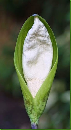Amorphophallus thaiensis