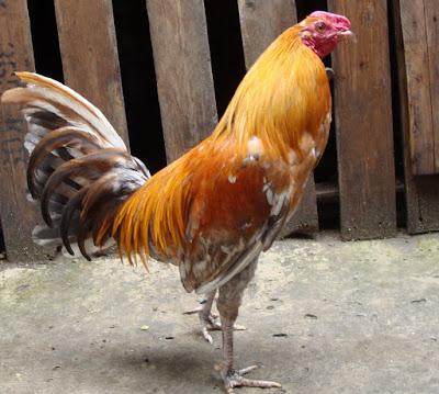 gallo de combate color amarillo o cenizo de pelea colombiano