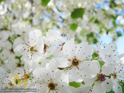 Murrieta: White Flowers
