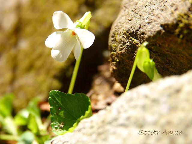 Viola grypoceras