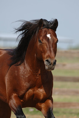 World Fastest Animal Quarter Horse - 7