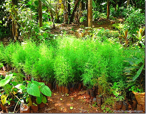 tree nursery