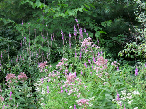 Joe-Pye Weed and Purple Loosestrife