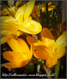 spring crocus