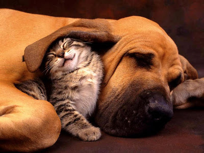 gato y perro durmiendo juntos