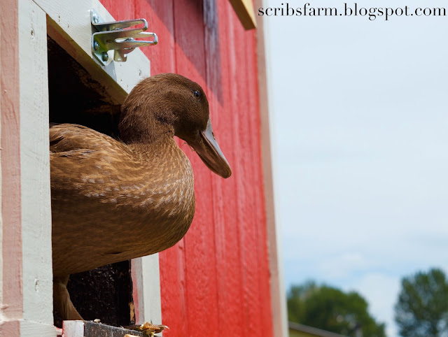 Ducks