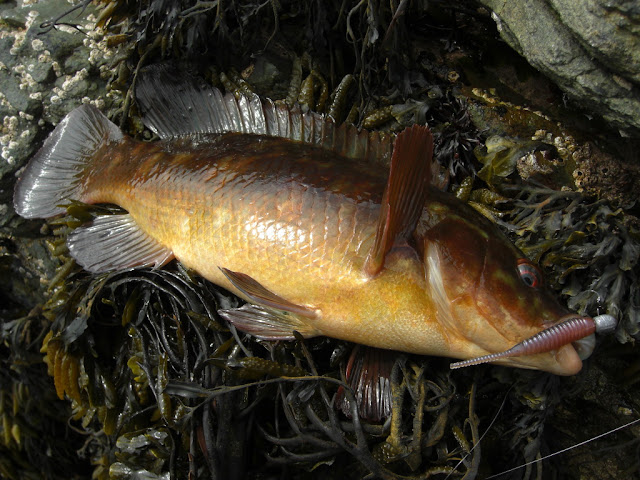 Anglesey fishing